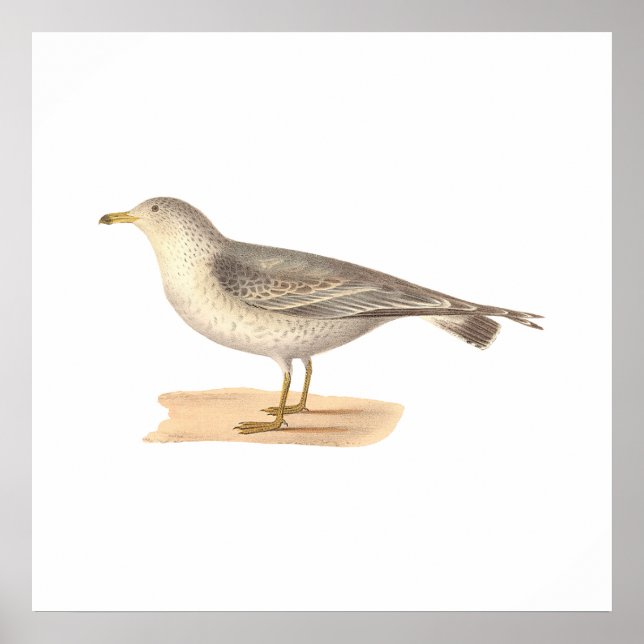 Póster El Gaviota Común Americano (Larus zonorhyncus) (Frente)