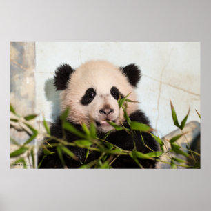 Póster El gigante Panda se inclina contra la pared