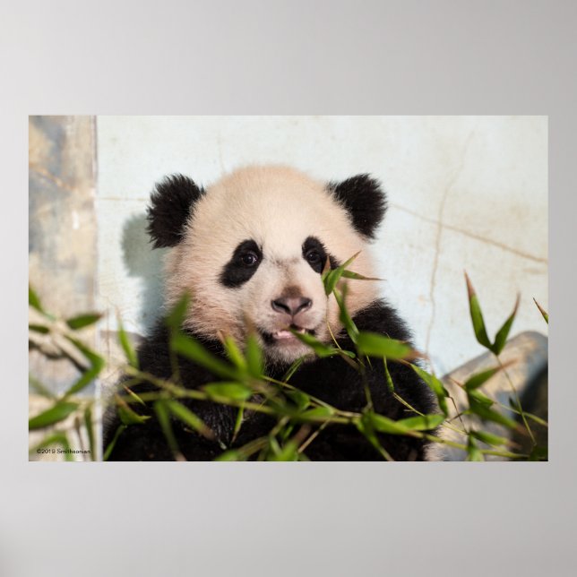 Póster El gigante Panda se inclina contra la pared (Frente)