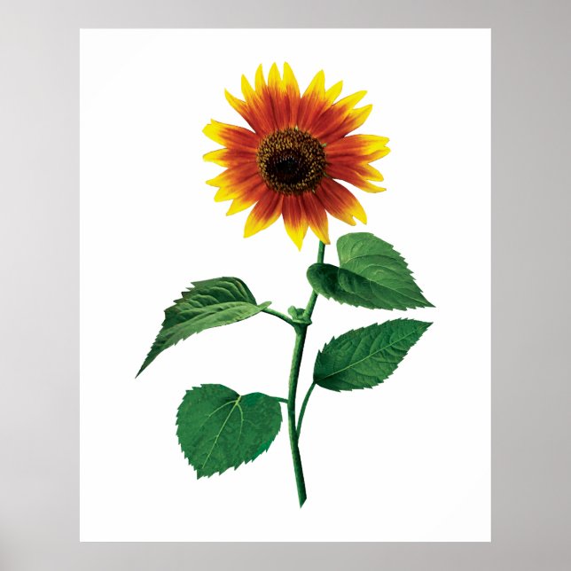 Póster El girasol bailarín (Frente)