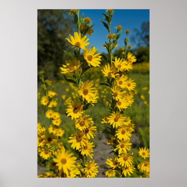 Póster El girasol de Maximilian (Helianthus Maximiliani) (Frente)