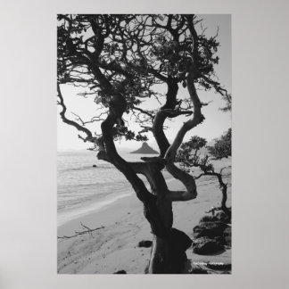 Póster El Gorra de Chinaman