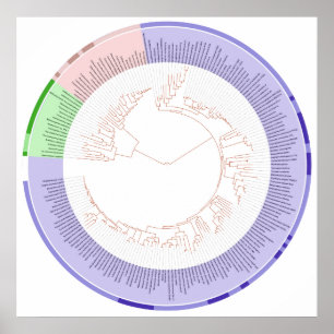 Póster El gráfico circular del árbol filogenético de la v