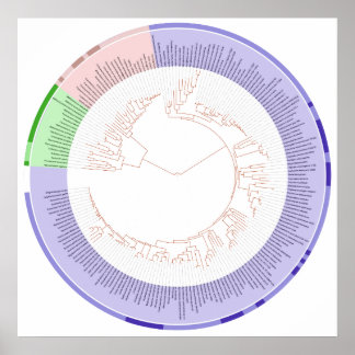 Póster El gráfico circular del árbol filogenético de la v