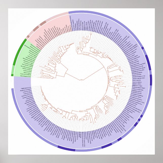 Póster El gráfico circular del árbol filogenético de la v (Frente)