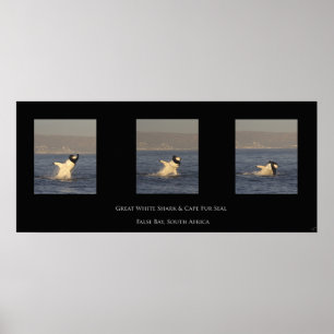 Póster El gran blanco toma el sello