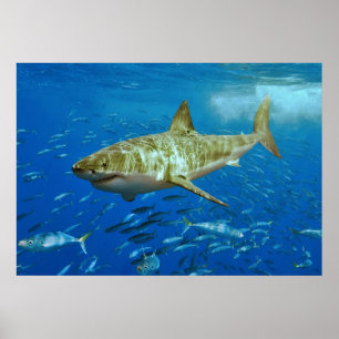 Póster El gran Carcharias del Carcharodon del tiburón