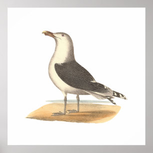 Póster El Gran Gaviota con Respaldo Negro (Larus marinus)