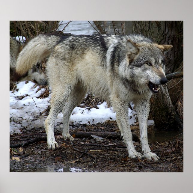 Póster El gran lobo malo (Frente)