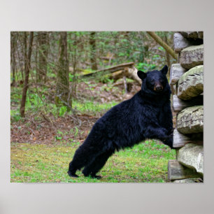 Póster El gran oso negro en el humeante