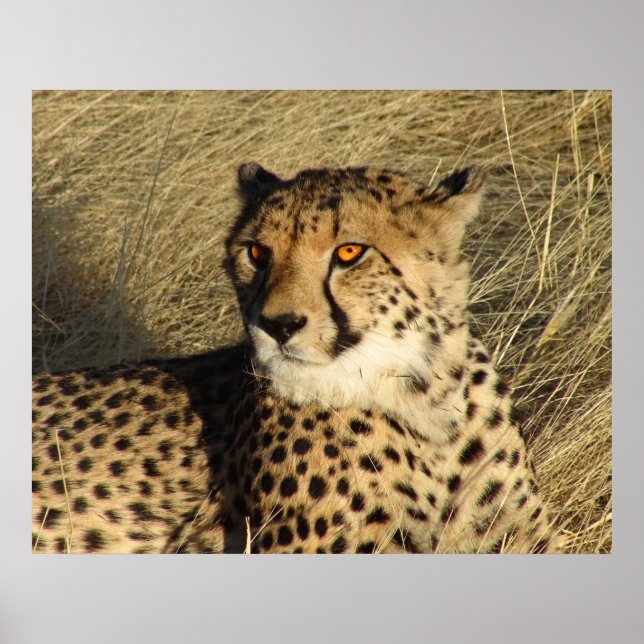 Póster El guepardo (Frente)