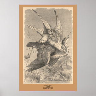 Póster El Gyrfalcón