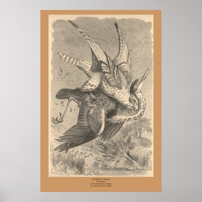 Póster El Gyrfalcón (Frente)