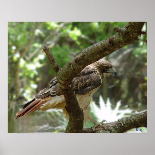 Póster El halcón (Frente)