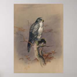 Póster El Halcón de Islandia de Joseph Wolf