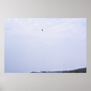 Póster El halcón de Swainson