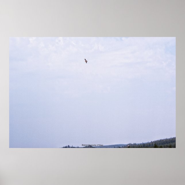 Póster El halcón de Swainson (Frente)