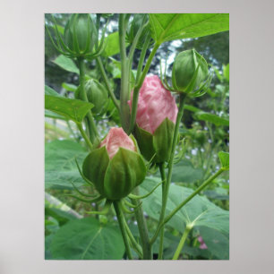 Póster El hibisco florece el poster