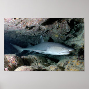 Póster El Hogar De Natación De Peces De Tiburón Personali