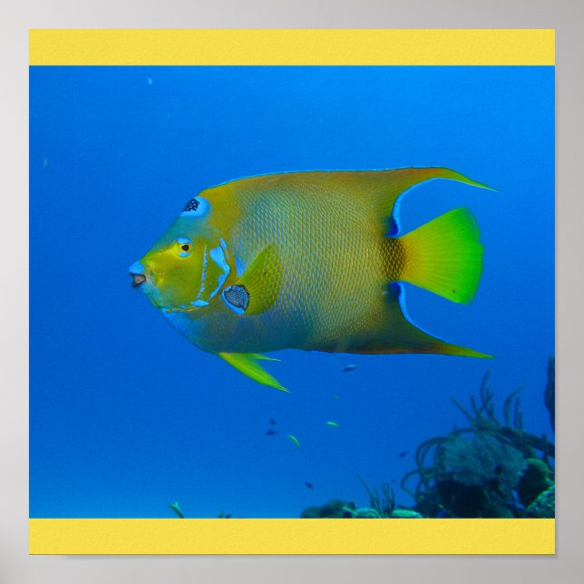 Póster El Hogar De Natación De Peces Finaliza La Personal (Frente)