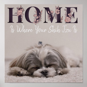Póster El hogar está donde está tu Shih Tzu