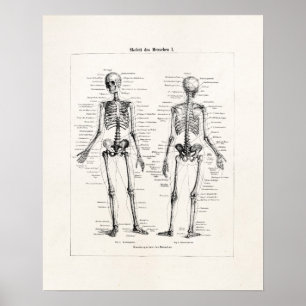 Póster El hueso humano esquelético de la anatomía del