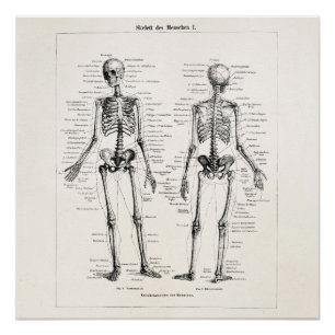 Póster El hueso humano esquelético de la anatomía del