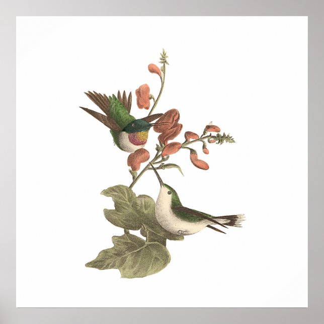 Póster El Hummingbird de garganta roja o gélida (Frente)