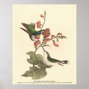 Póster El Hummingbird de garganta roja o gélida
