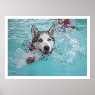 Póster El Husky Siberiano nadando en la piscina