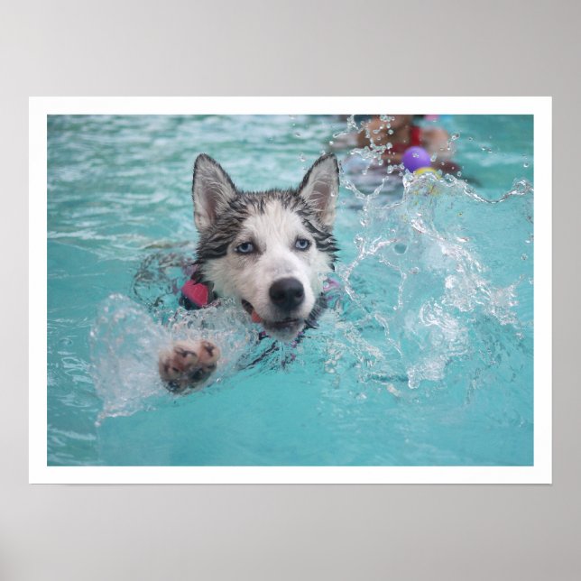 Póster El Husky Siberiano nadando en la piscina (Frente)