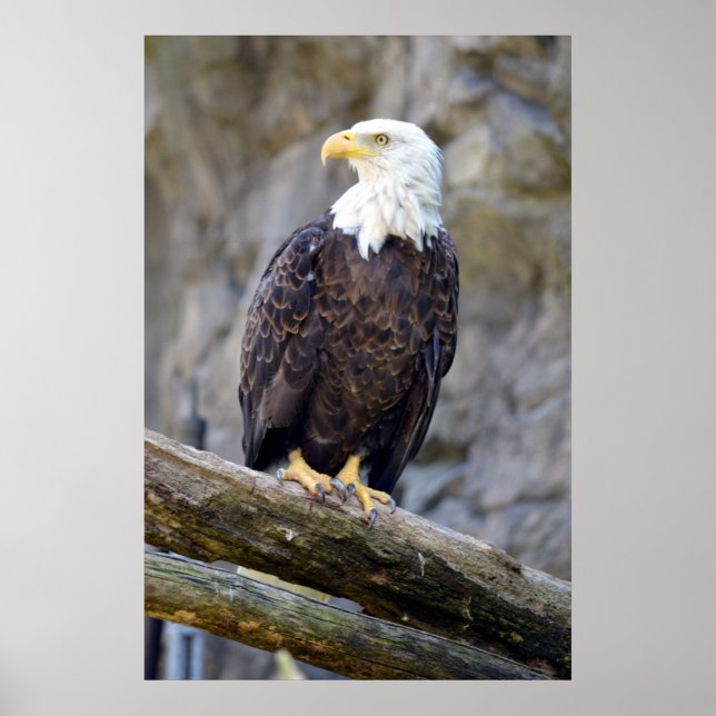 Póster El icónico águila calva estadounidense (Frente)