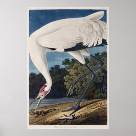 Póster El Ilustracion acuático de la grúa de Audubon