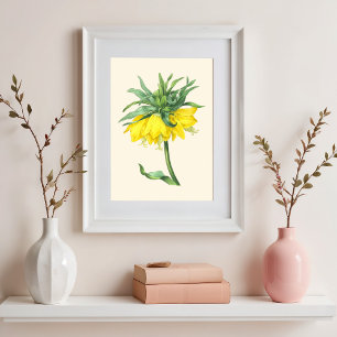 Póster El ilustracion botánico vintage de la corona imper