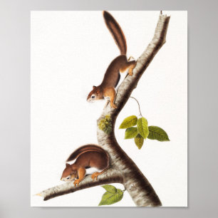 Póster El Ilustracion de ardilla colombiana de Richardson