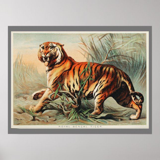 Póster El Ilustracion del tigre bengalí de época es una a (Frente)