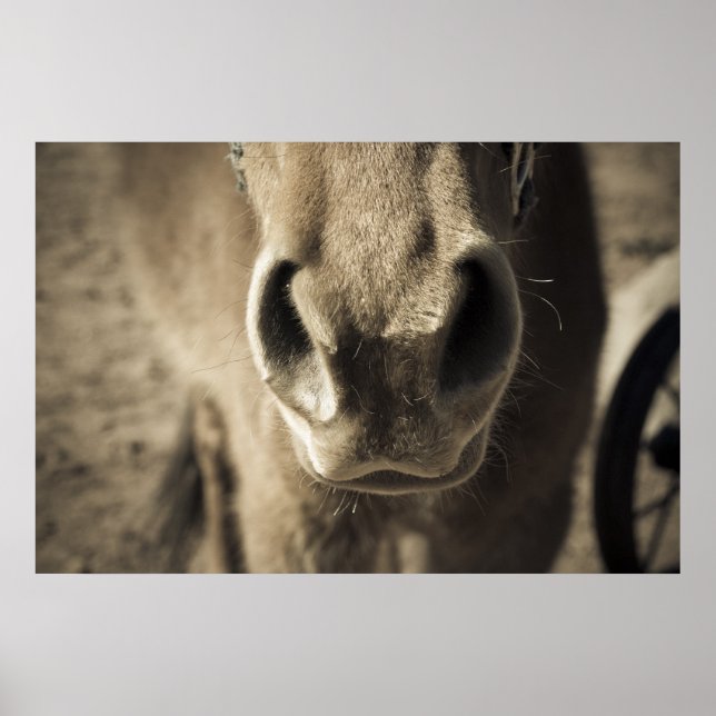 Póster El increíble comestible Sr. Ed (Frente)