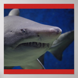 Póster El individuo galón de la nadada de los pescados