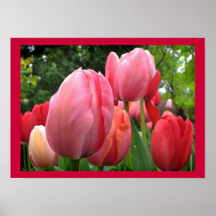 Póster El jardín del tulipán de la primavera rosada y