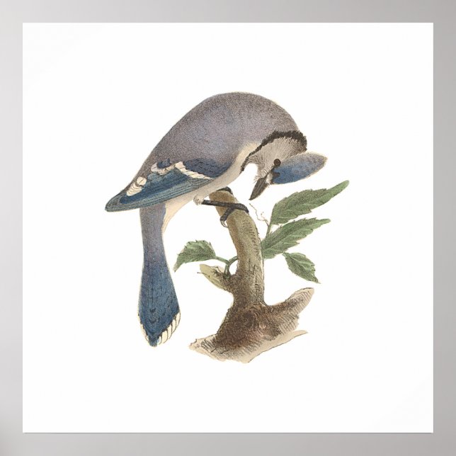 Póster El Jay Azul (estado crítico de Garrulus) (Frente)