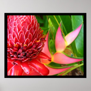 Póster El jengibre rojo Heliconia de la antorcha florece