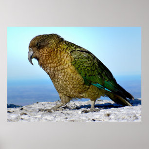 Póster El Kea - El loro acuático de Nueva Zelanda