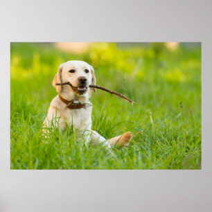 Póster El Labrador Amarillo Juega A La Bota Con Palo