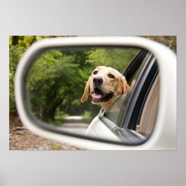 Póster El Labrador Dorado En El Espejo Rearview (Frente)