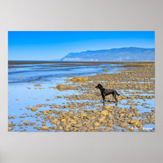 Póster El labrador negro en la playa