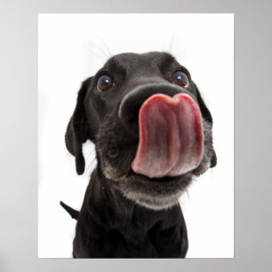 Póster El labrador negro se pega la nariz