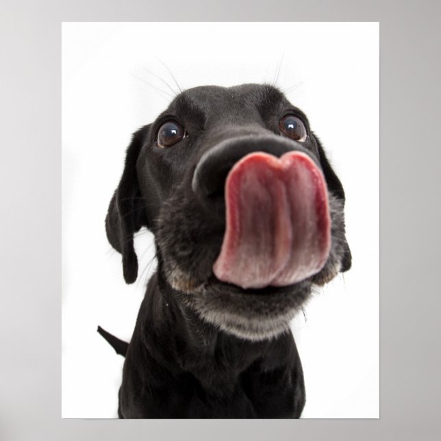 Póster El labrador negro se pega la nariz (Frente)