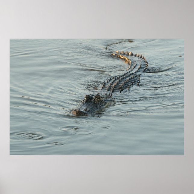 Póster El lagarto en el agua (Frente)