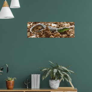 Póster El lagarto esmeralda Salamander en la tierra