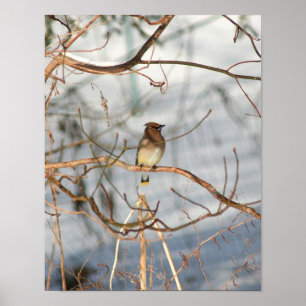 Póster El Lavado De Cedros En Animales De Invierno